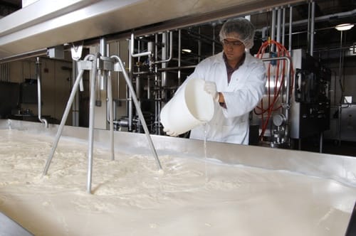 The Microbial Rennet in Our Amish Cheeses