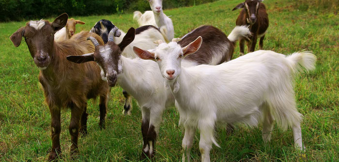 Get Your Goat On: Why Goat's Milk Cheese is the G.O.A.T. of Cheeses