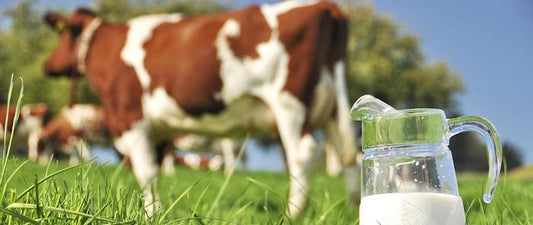Happy Cows, Happy Cheese: Why Grass-Fed Milk Makes for the Best Cheese Ever!