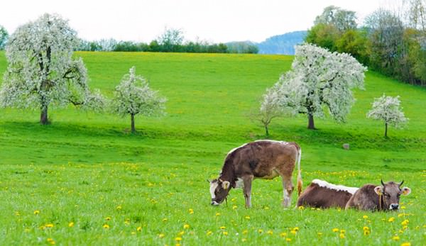 The Fresh Flavors of Spring in Amish Cheeses